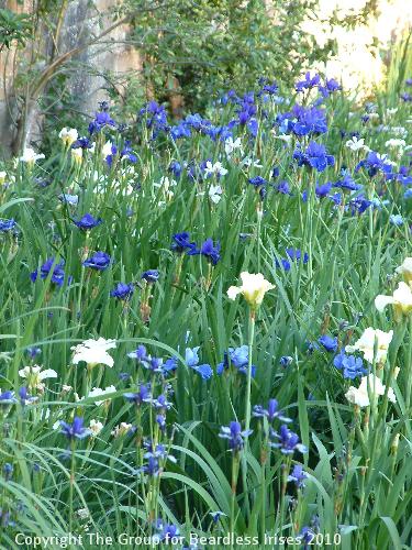 Binny Plants 4